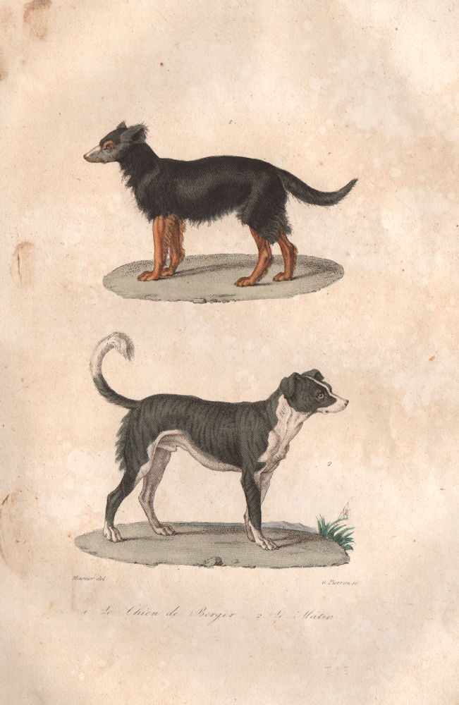 DOGS. Chien de Berger (Sheep dog); Mâtin (Border Collie). BUFFON 1837 print